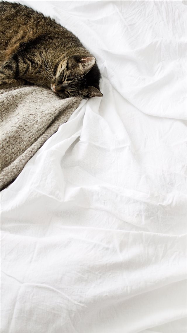 Cat sleeping white blanket iPhone 8 wallpaper 