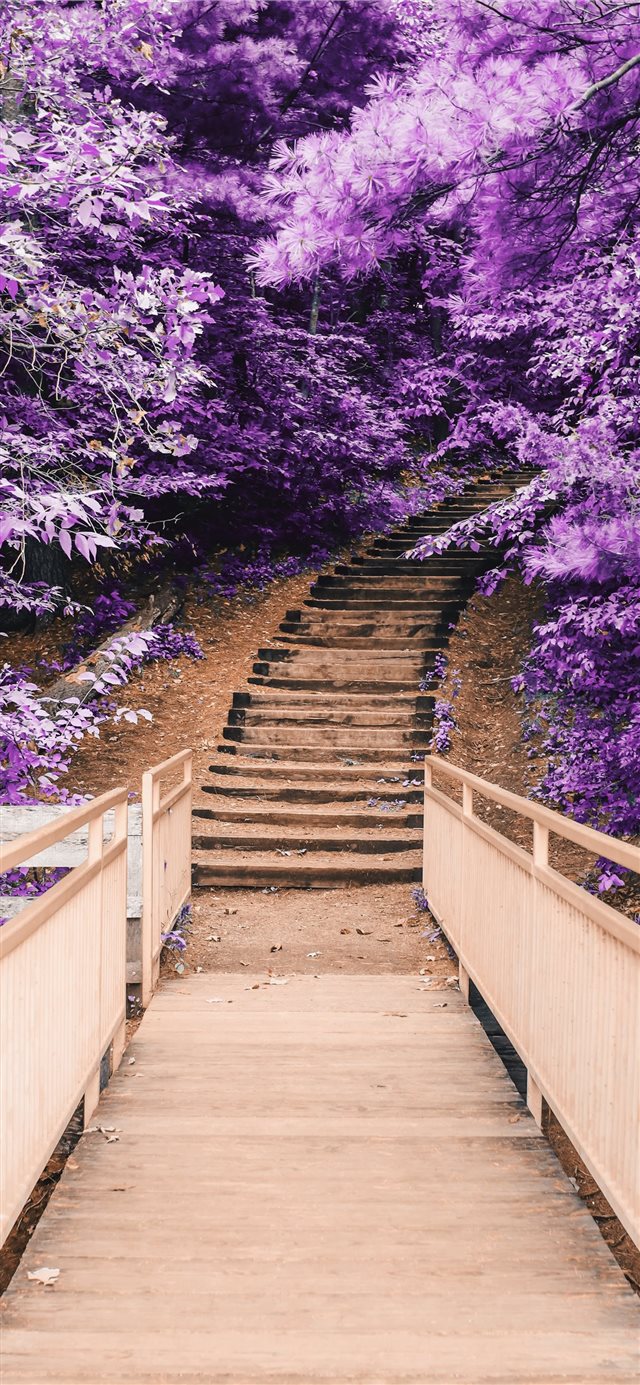 Discovering Purple iPhone X wallpaper 
