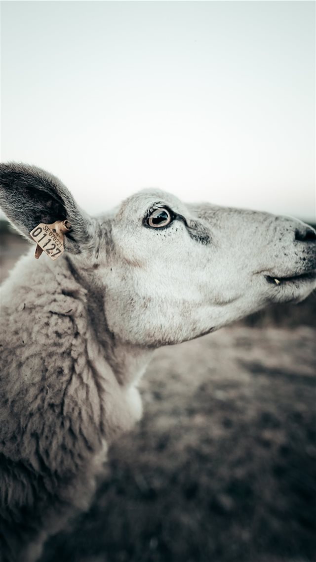 Emy the sheep iPhone 8 wallpaper 