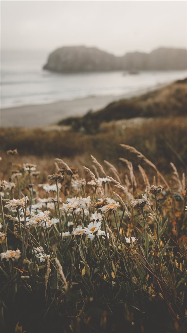 Flowers at the Beach iPhone 8 wallpaper 