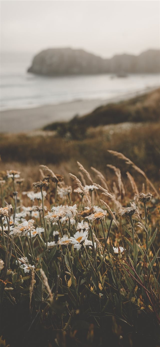 Flowers at the Beach iPhone X wallpaper 