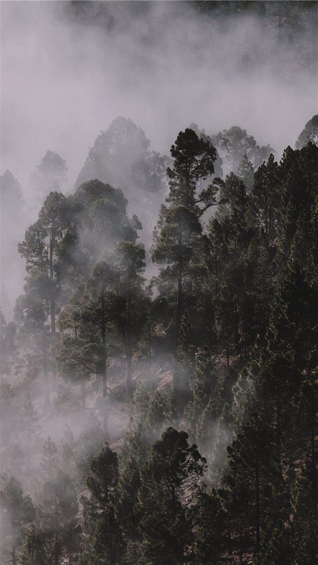 Foggy pinewood iPhone 8 wallpaper 
