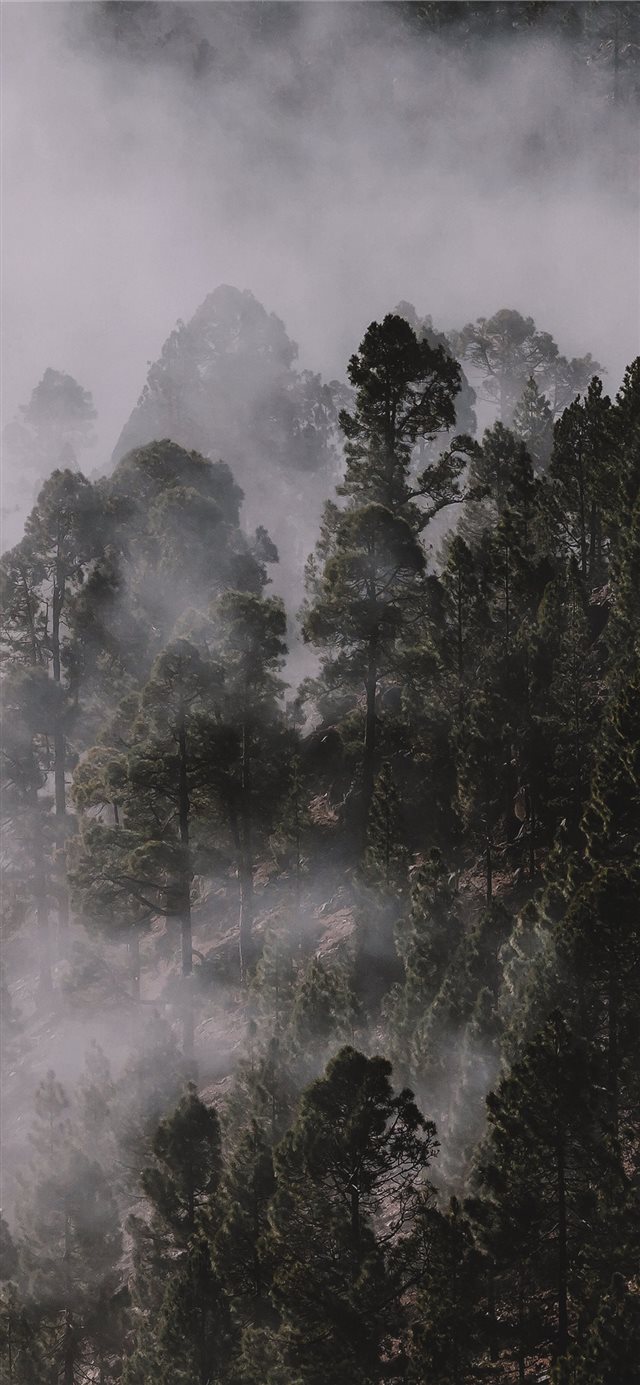 Foggy pinewood iPhone X wallpaper 