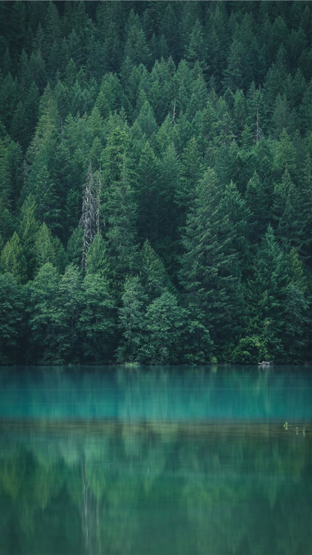 Forest reflection at Diablo Lake iPhone 8 wallpaper 