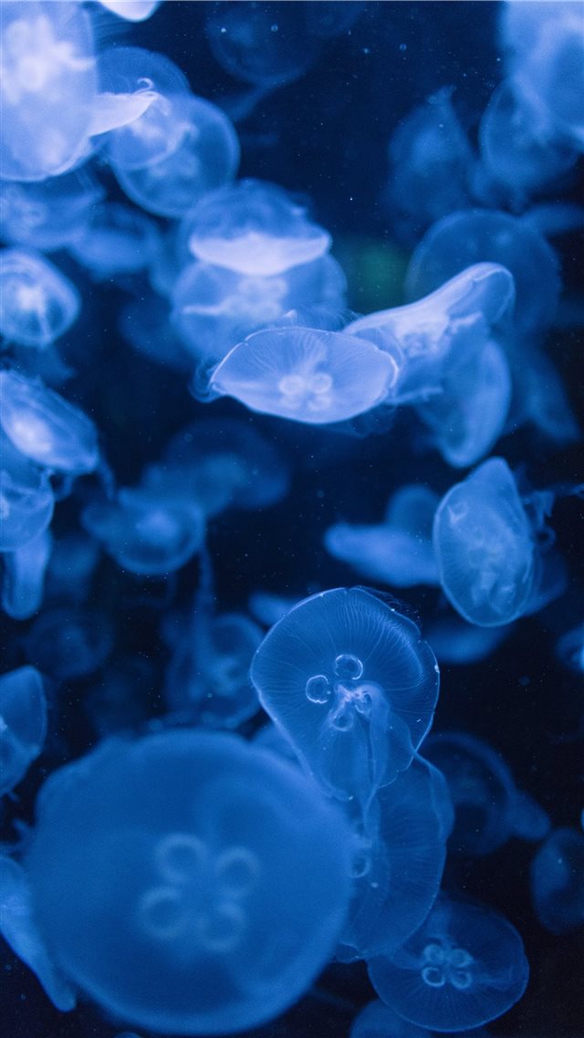 Jellyfish iPhone 8 wallpaper 