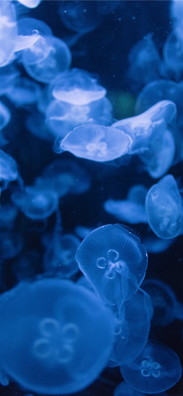 Jellyfish iPhone X wallpaper 