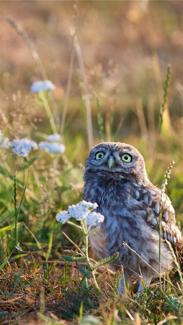 Litle Owl in field iPhone 8 wallpaper 