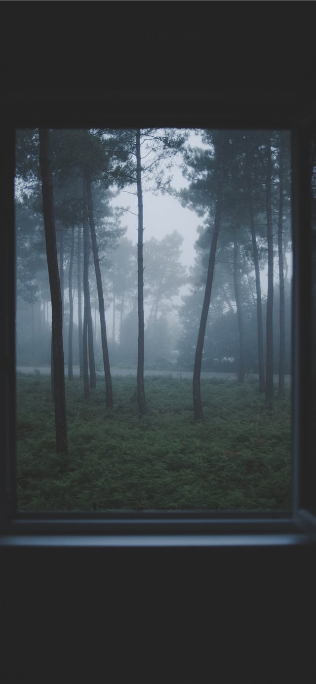 Lost in the woods iPhone X wallpaper 