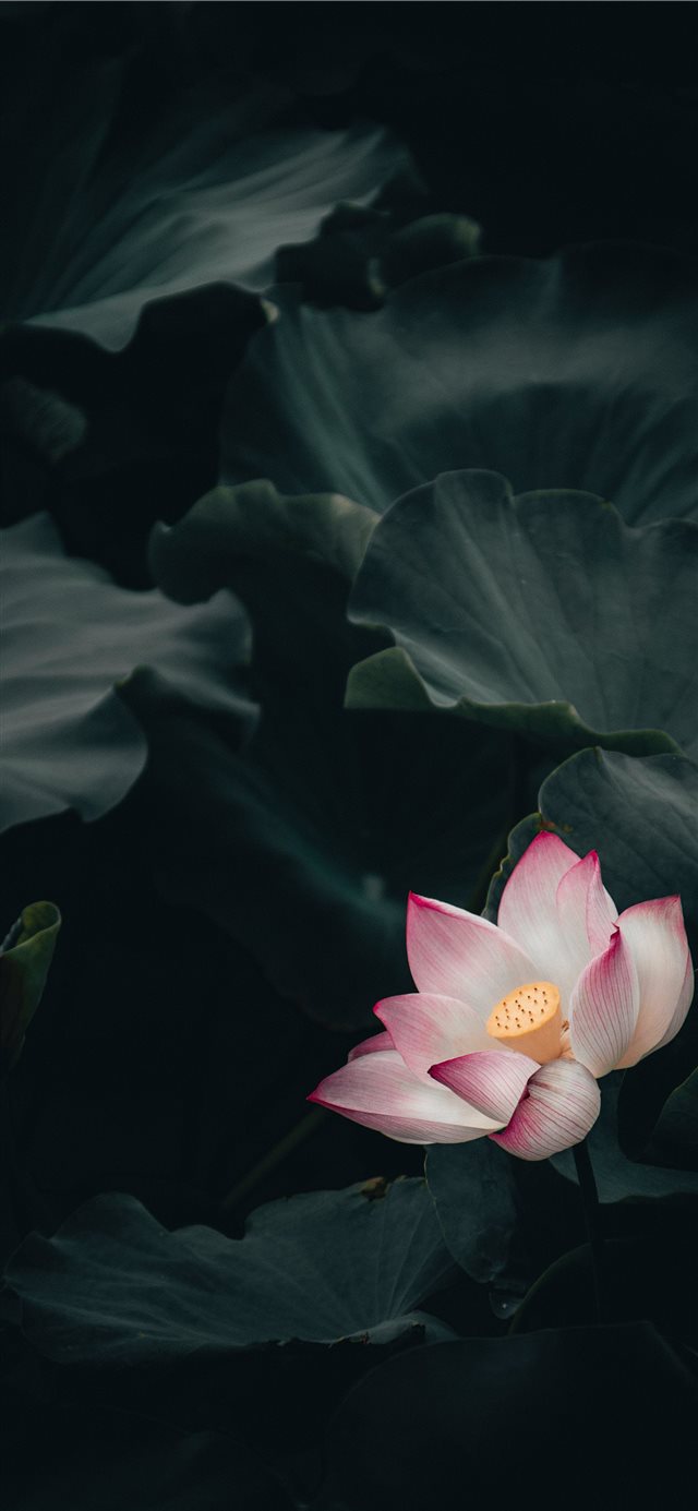 Lotus iPhone X wallpaper 
