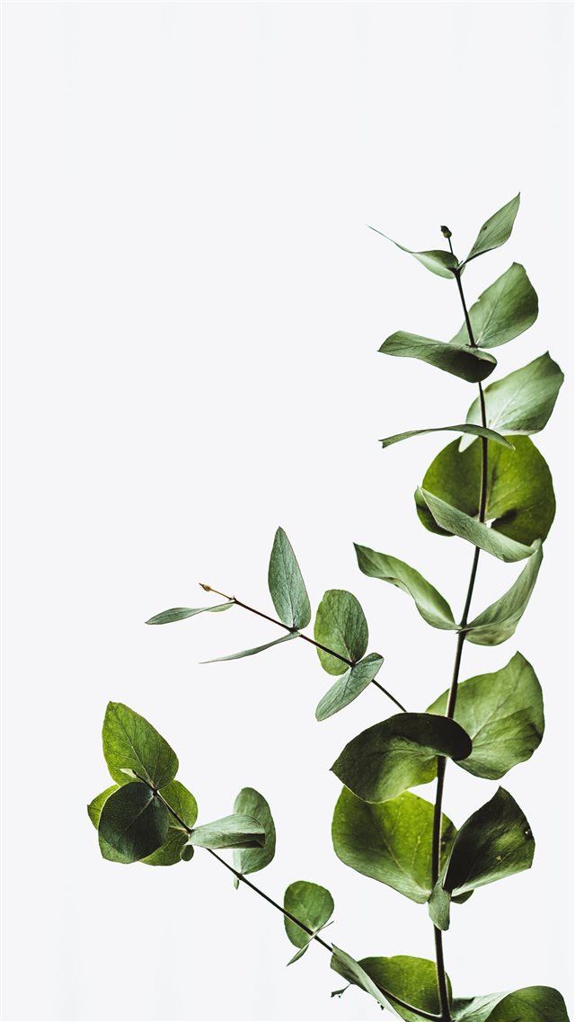 Minimal eucalyptus leaves iPhone 8 wallpaper 