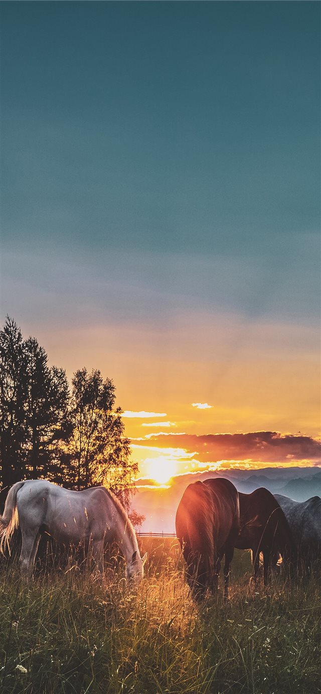 Peace on the paddock iPhone X wallpaper 