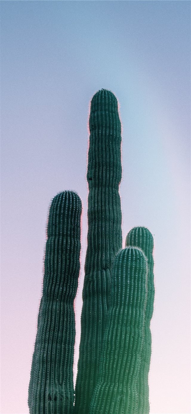 Phoenix  United States iPhone X wallpaper 