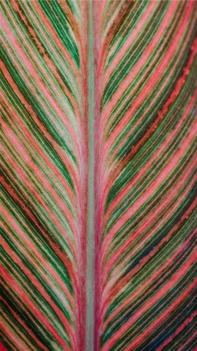 Pink and green striped leaf iPhone 8 wallpaper 