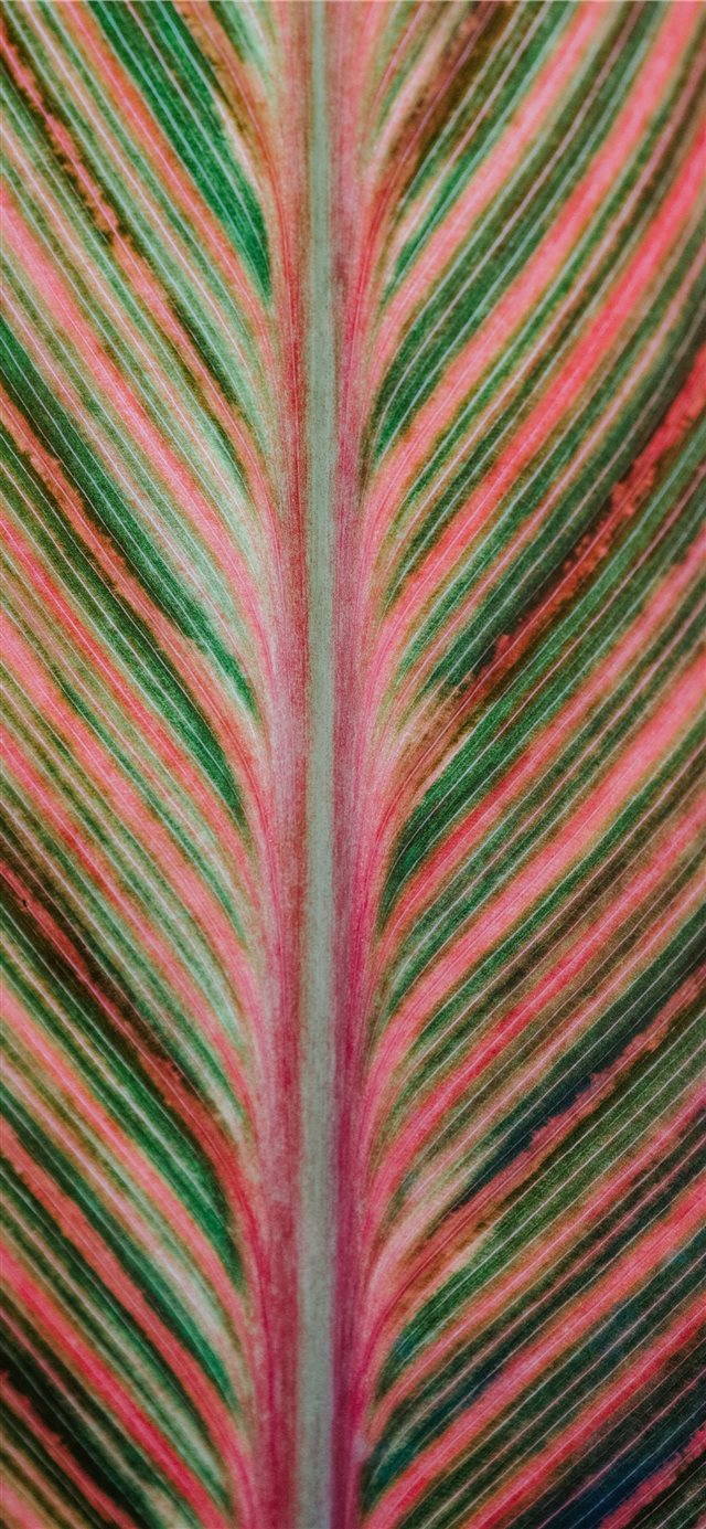 Pink and green striped leaf iPhone X wallpaper 