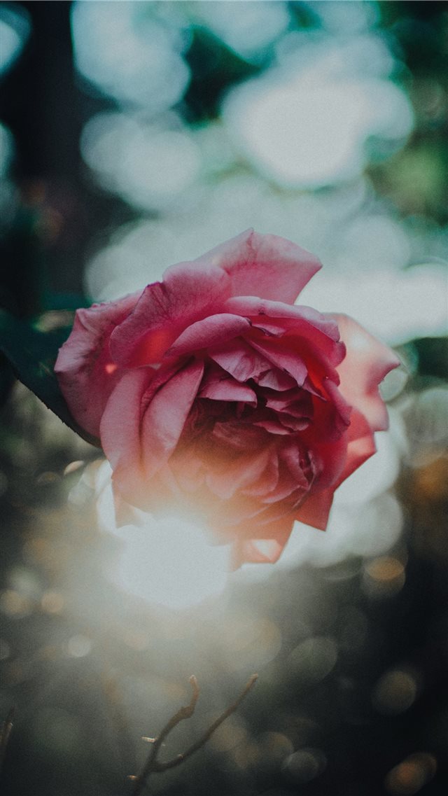 Rose and the sun iPhone 8 wallpaper 