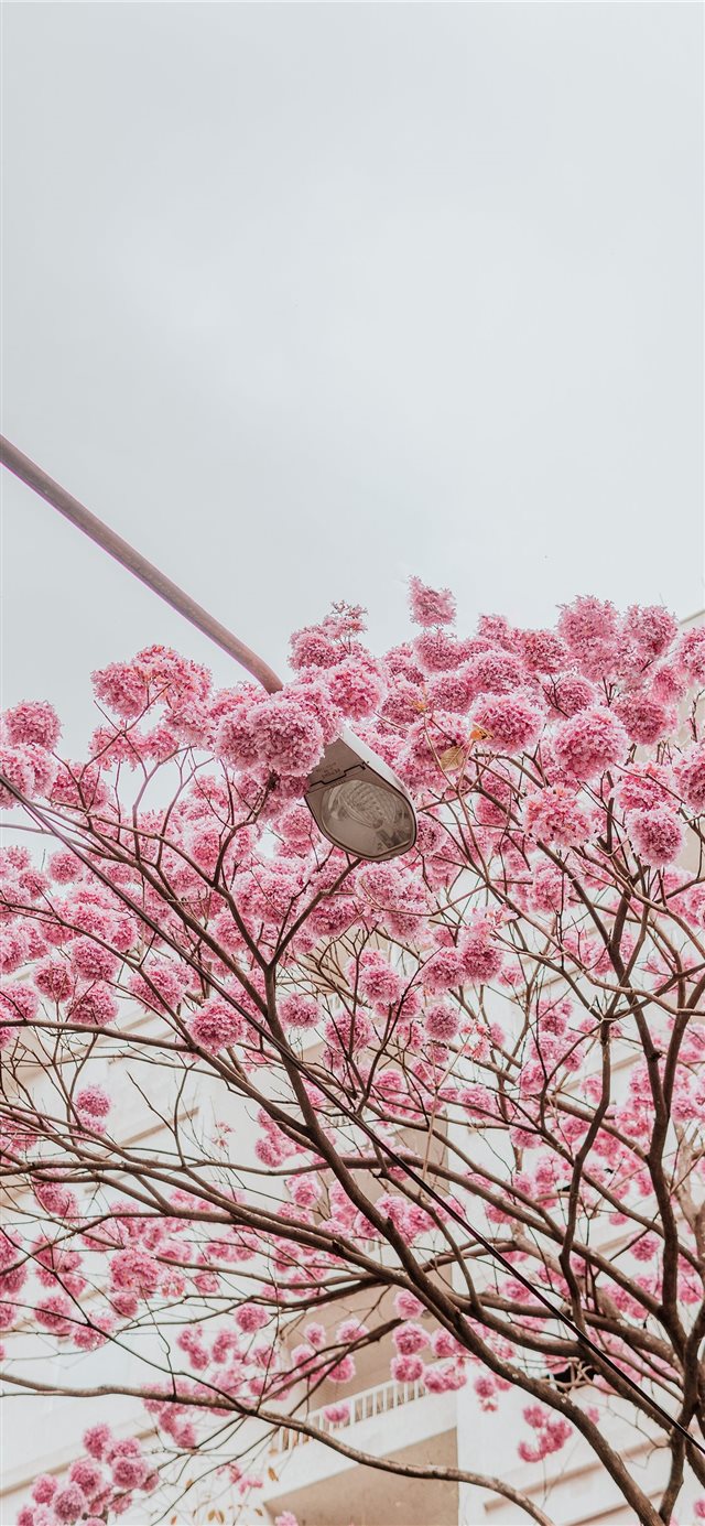 Rose trees iPhone X wallpaper 