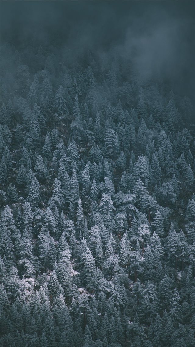 Snow Covered Pines iPhone 8 wallpaper 