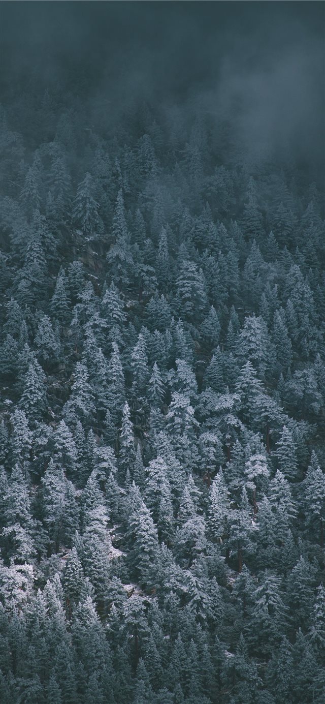 Snow Covered Pines iPhone X wallpaper 