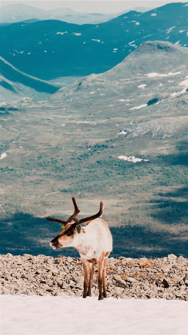 Tame  But Not Lame iPhone 8 wallpaper 