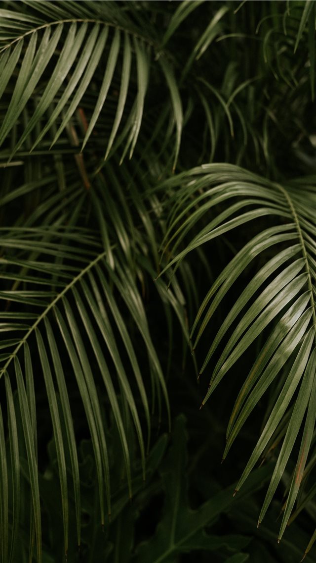 The Palms iPhone 8 wallpaper 