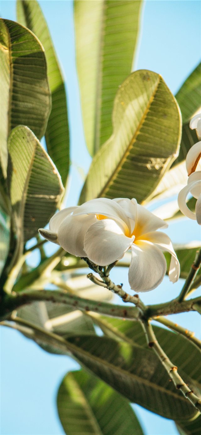 The smell of Hawaii iPhone X wallpaper 