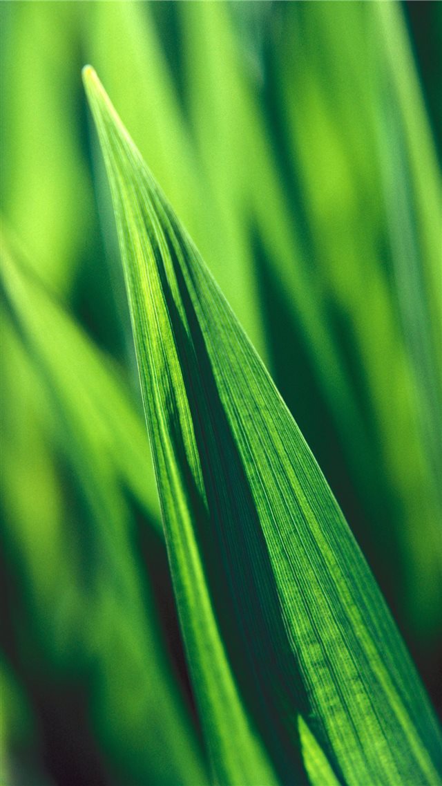 green reeds iPhone SE wallpaper 