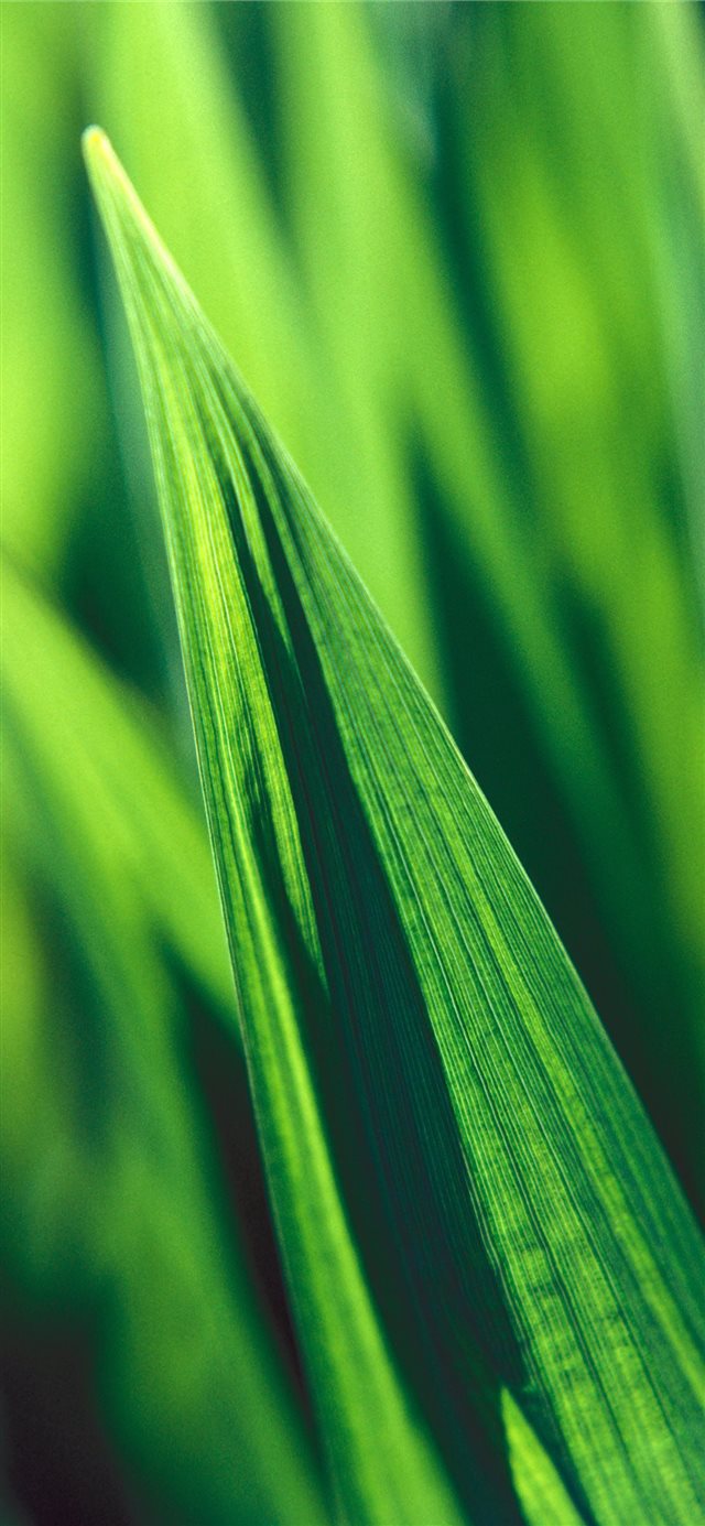 green reeds iPhone X wallpaper 