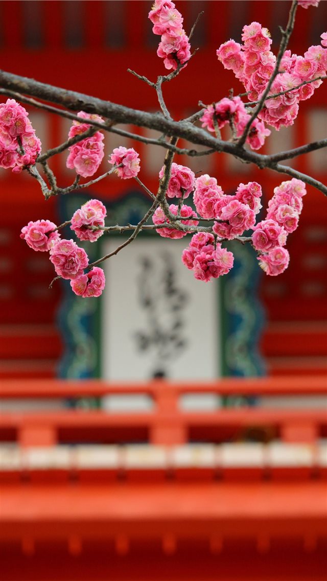 kiyomizu temple in a early morning iPhone SE wallpaper 