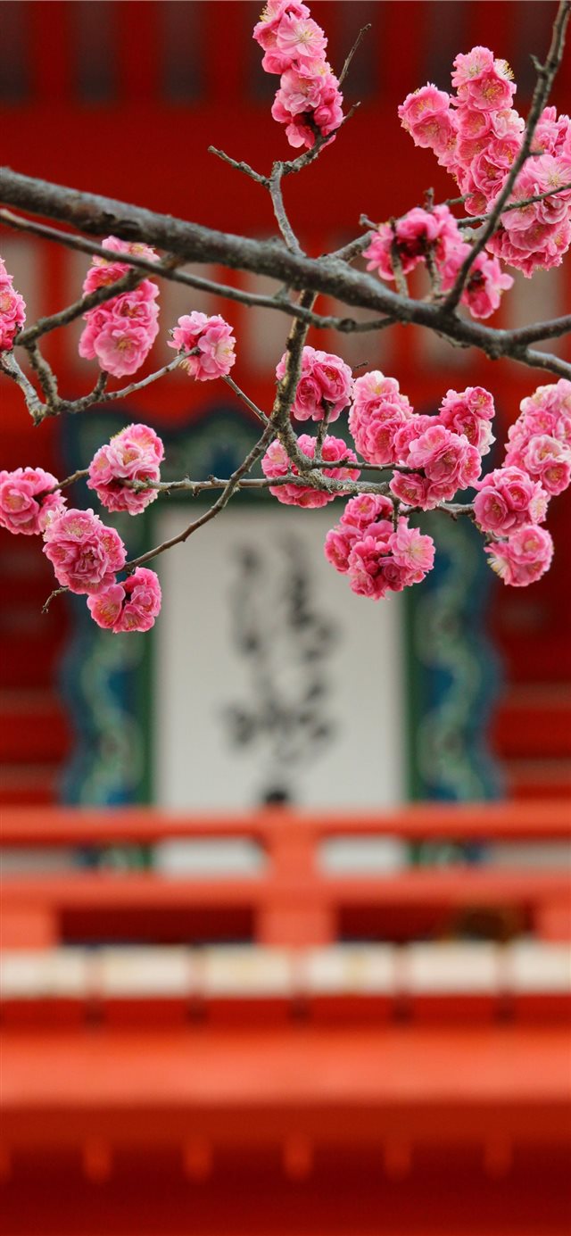 kiyomizu temple in a early morning iPhone X wallpaper 