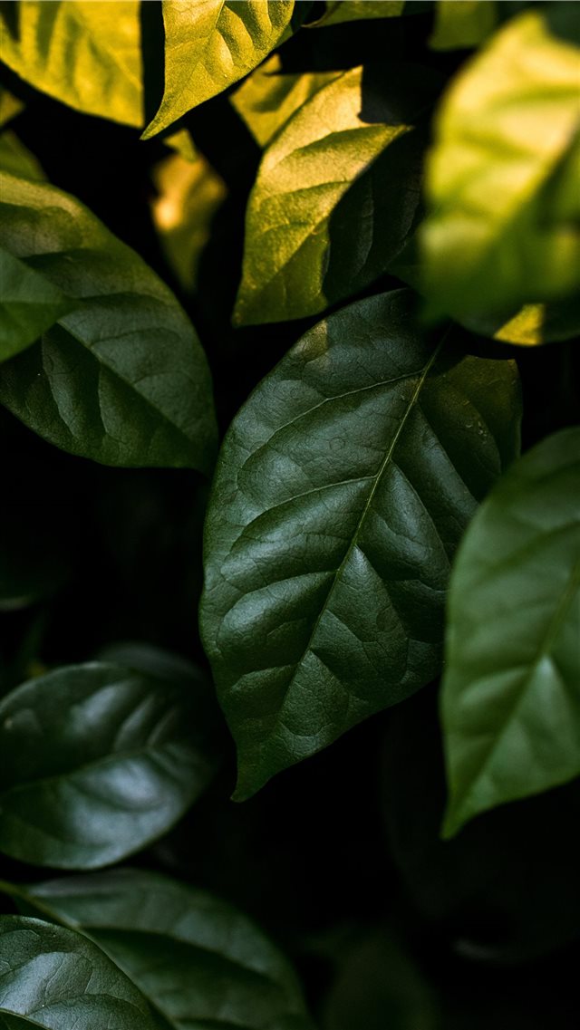 leaf iPhone 8 wallpaper 