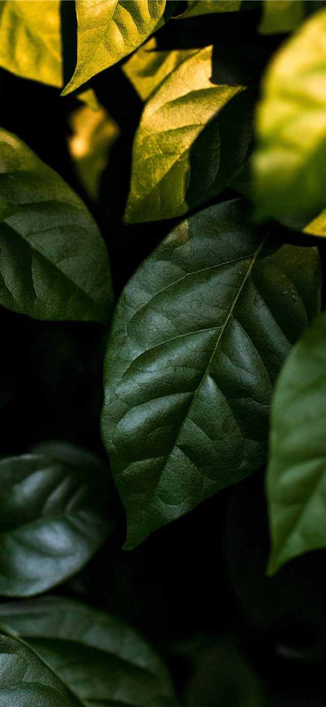leaf iPhone X wallpaper 