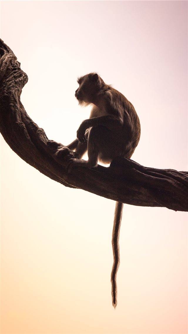 long tailed macaque iPhone 8 wallpaper 