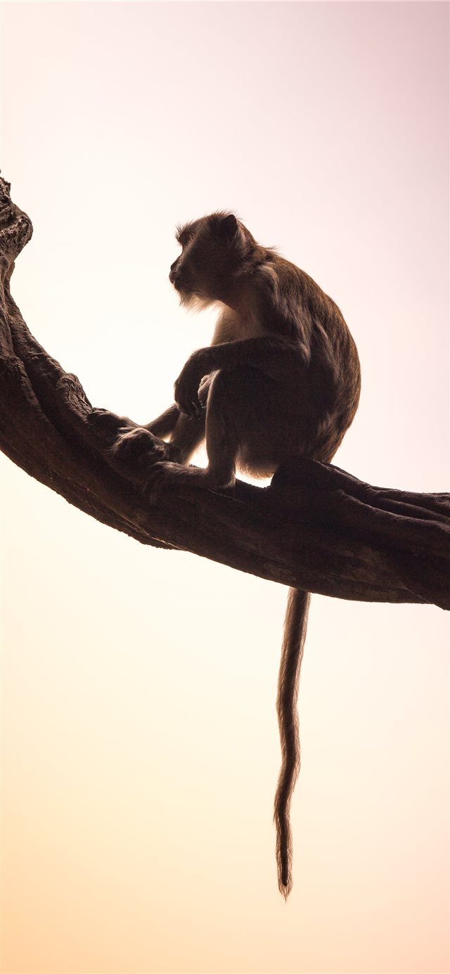 long tailed macaque iPhone X wallpaper 