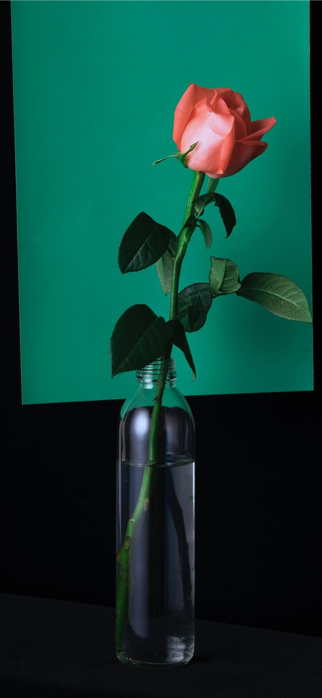 vase iPhone X wallpaper 