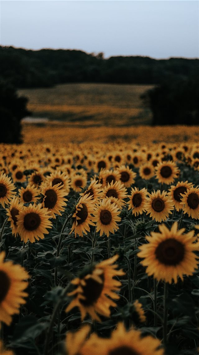  color iPhone 8 wallpaper 