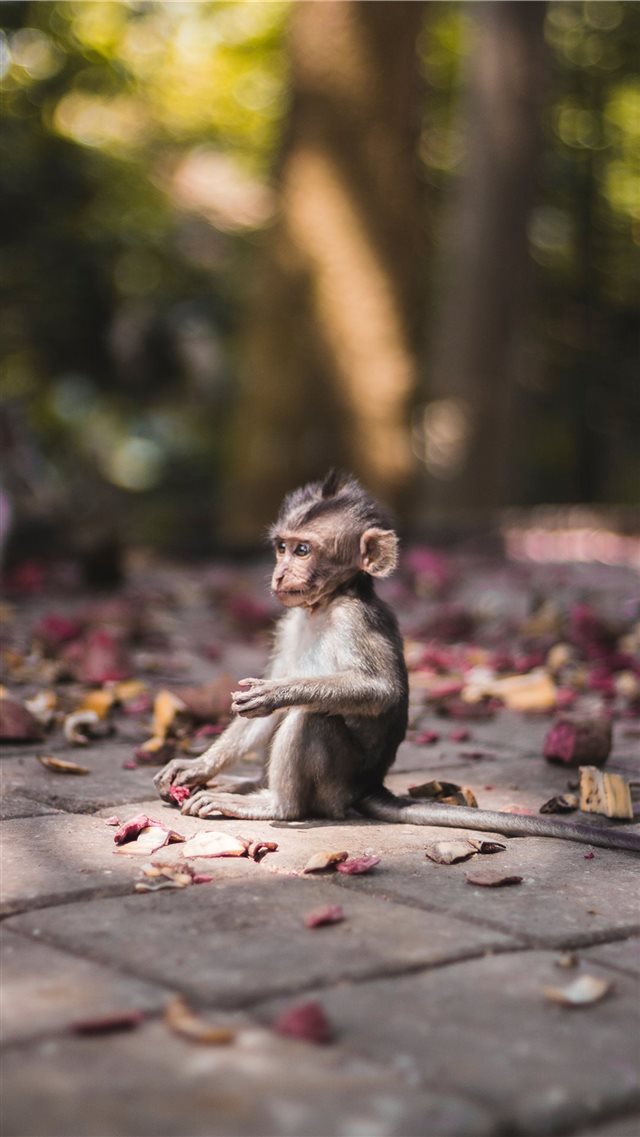 Baby monkey found in Sacred Monkey Forrest in Ubud iPhone 8 wallpaper 