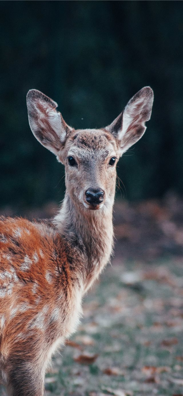 Bambi Eyes iPhone X wallpaper 