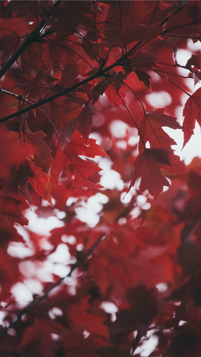 Deep Red Leaves iPhone 8 wallpaper 