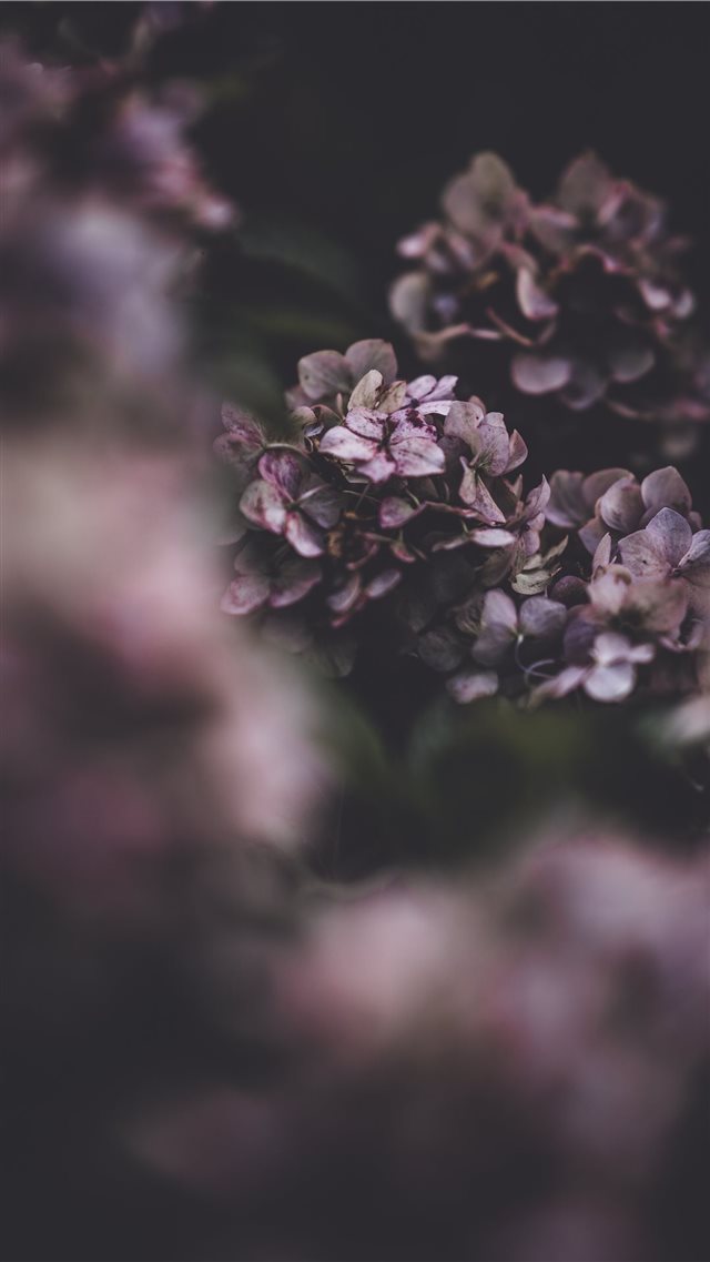 Delicate hydrangea flower  fragility in nature iPhone 8 wallpaper 