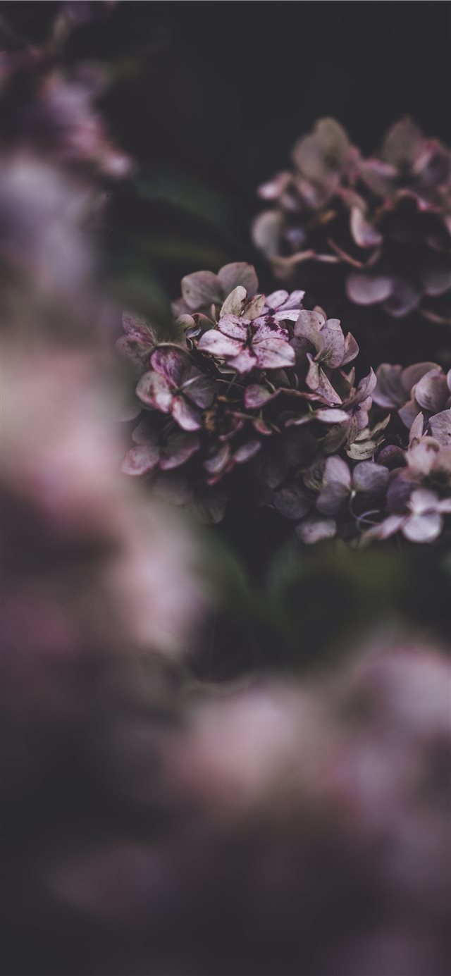 Delicate hydrangea flower  fragility in nature iPhone 11 wallpaper 