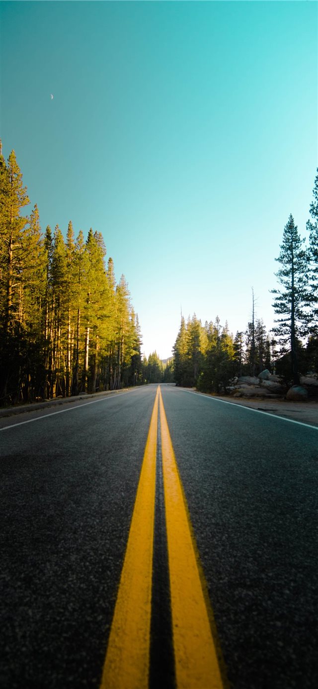 Driving Through the Woods iPhone X wallpaper 