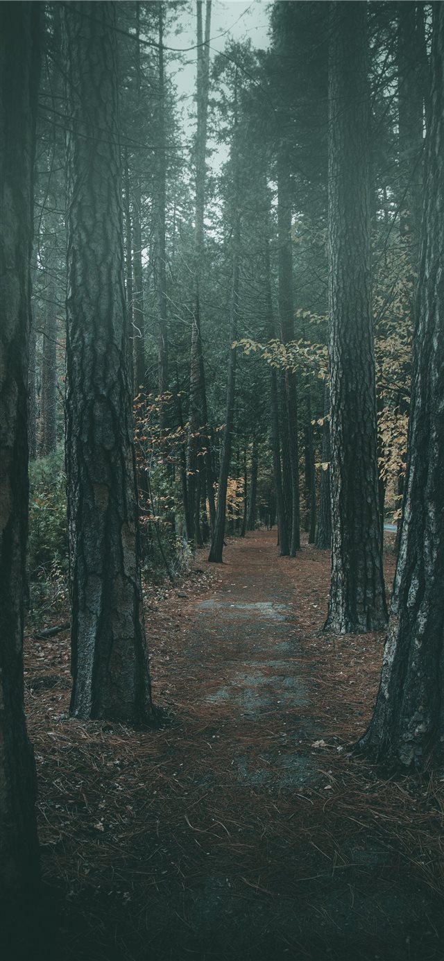 Foggy walk in Yosemite iPhone X wallpaper 