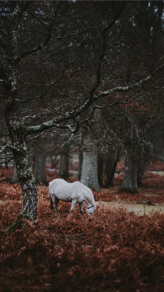 New Forest Pony iPhone 8 wallpaper 