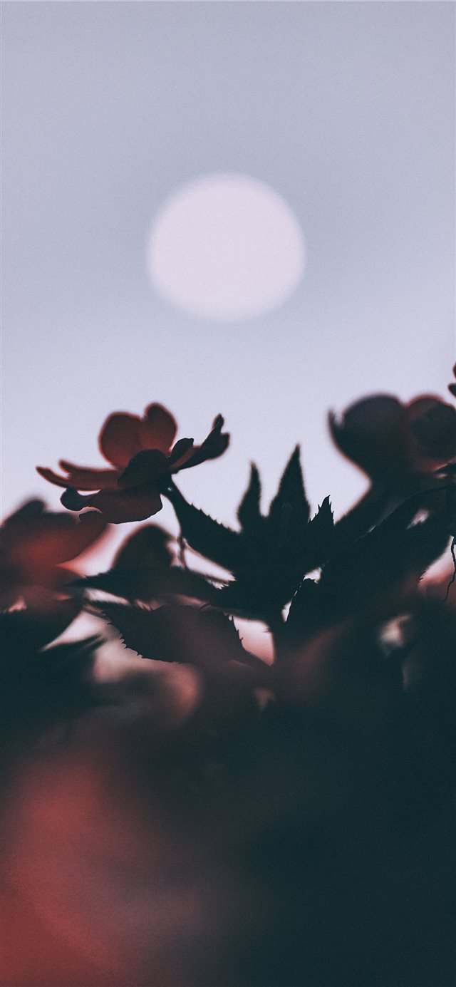 Oleander and moon iPhone X wallpaper 