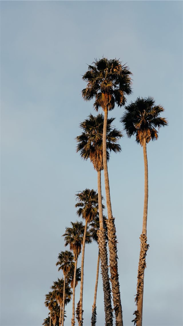 Palms from Santa Cruz iPhone 8 wallpaper 