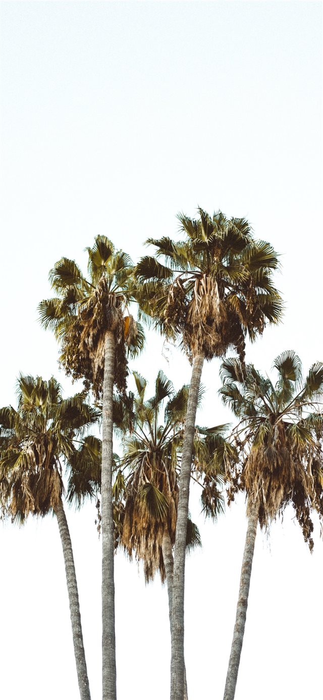 Trees in the Morning… iPhone X wallpaper 