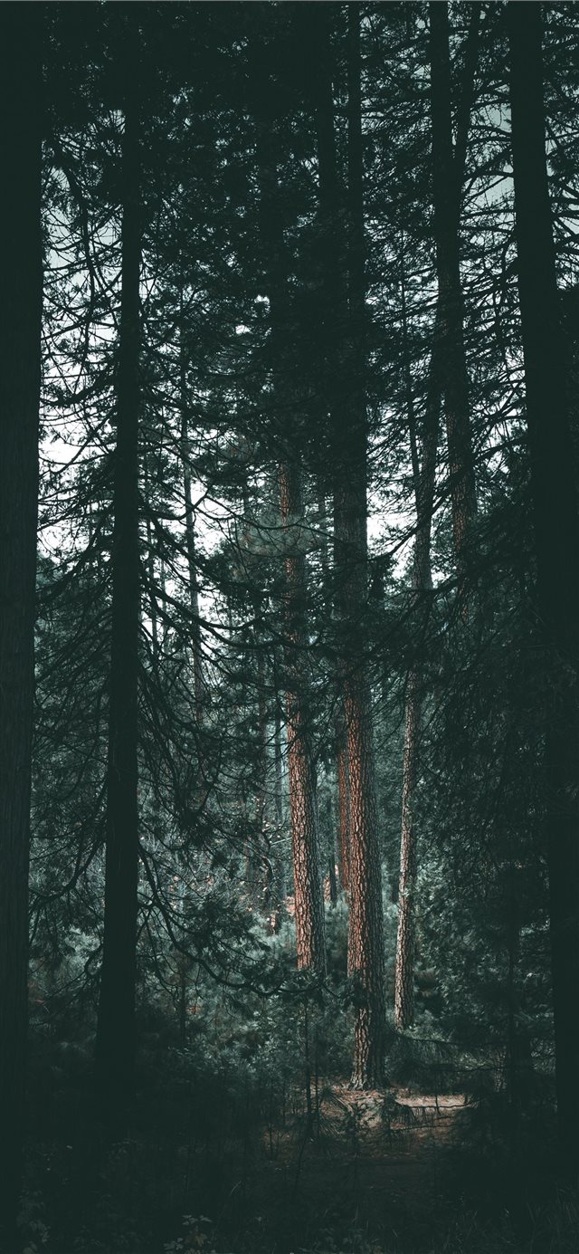Yosemite wilderness iPhone X wallpaper 