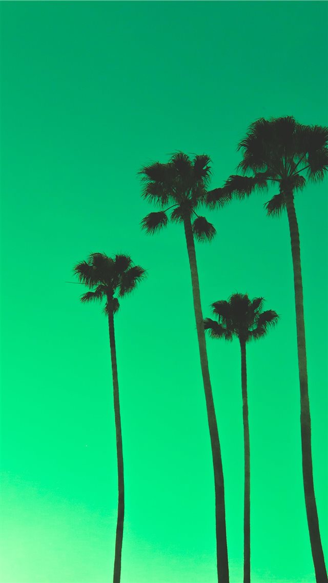 four palm trees iPhone 8 wallpaper 