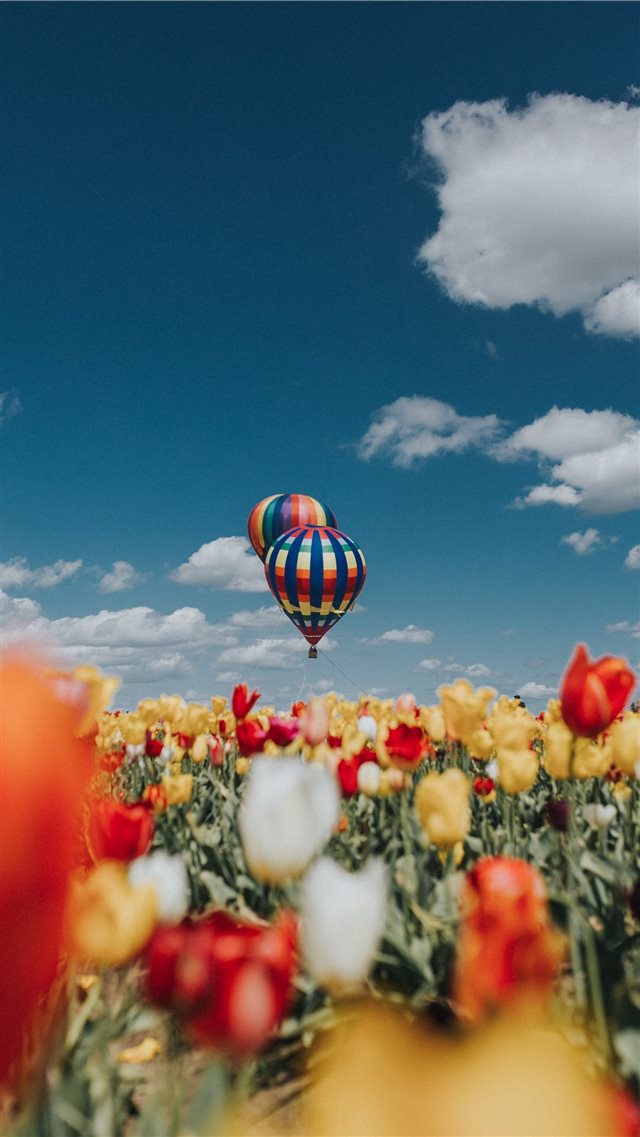 Balloon Over Tulips iPhone 8 wallpaper 