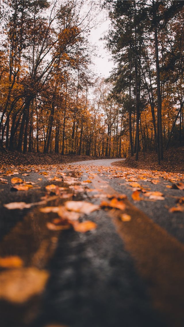 Fall is gone iPhone 8 wallpaper 